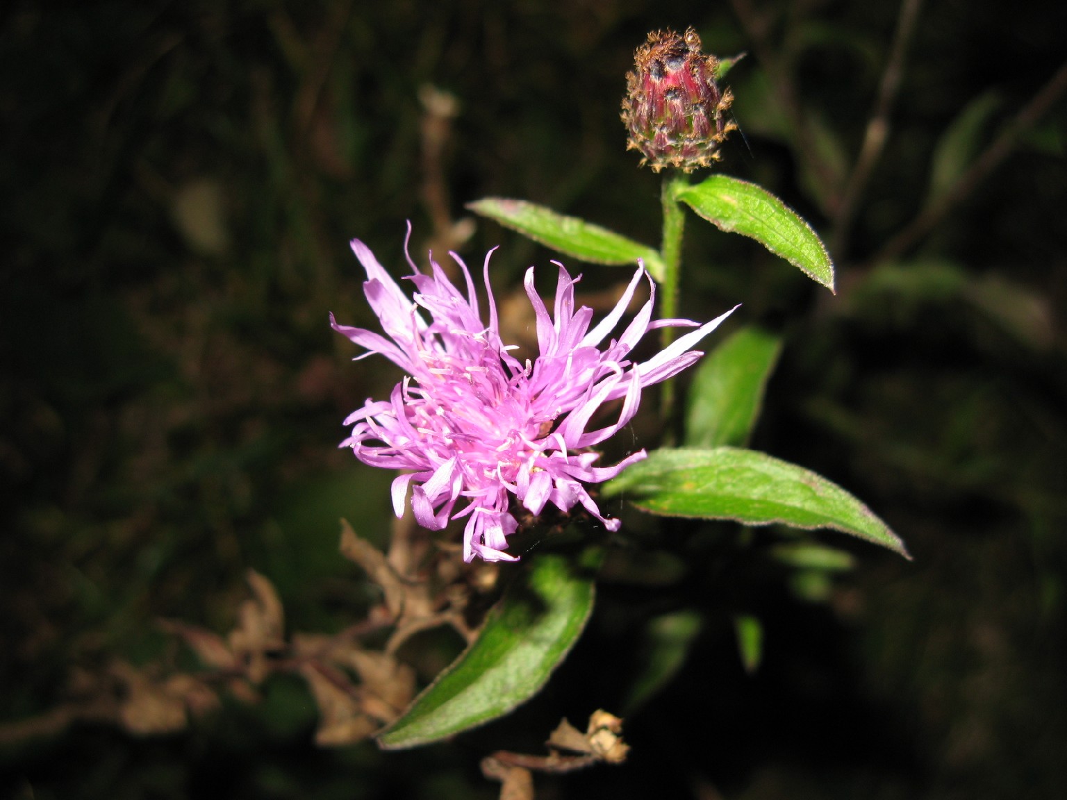 Centaurea nigrescens